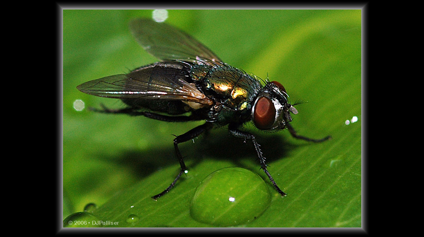the fly